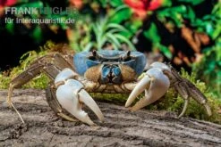 Weihnachtsinsel-Krabbe, Discoplax Celeste 7 Weihnachtsinsel-Krabbe, Discoplax Celeste -Zoofachgeschäft Weihnachtsinsel Krabbe Discoplax celeste 6