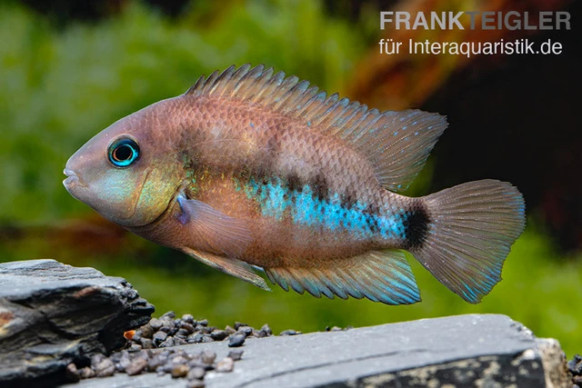 Weinrotflossiger Buntbarsch, Cryptoheros cutteri Weinrotflossiger Buntbarsch, Cryptoheros Cutteri -Zoofachgeschäft Weinrotflossiger Buntbarsch Cryptoheros cutteri 1