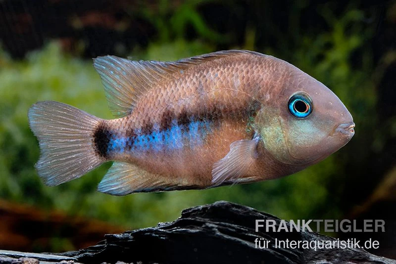 Weinrotflossiger Buntbarsch, Cryptoheros cutteri Weinrotflossiger Buntbarsch, Cryptoheros Cutteri -Zoofachgeschäft Weinrotflossiger Buntbarsch Cryptoheros cutteri 2