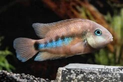 Weinrotflossiger Buntbarsch, Cryptoheros Cutteri 4 Weinrotflossiger Buntbarsch, Cryptoheros Cutteri -Zoofachgeschäft Weinrotflossiger Buntbarsch Cryptoheros cutteri 3