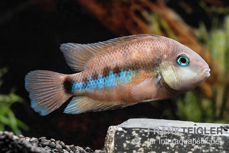 Weinrotflossiger Buntbarsch, Cryptoheros cutteri Weinrotflossiger Buntbarsch, Cryptoheros Cutteri -Zoofachgeschäft Weinrotflossiger Buntbarsch Cryptoheros cutteri 3
