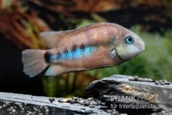 Weinrotflossiger Buntbarsch, Cryptoheros Cutteri 5 Weinrotflossiger Buntbarsch, Cryptoheros Cutteri -Zoofachgeschäft Weinrotflossiger Buntbarsch Cryptoheros cutteri 4