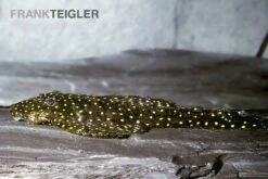 Weißpunkt-Fliegerharnischwels, Pseudolithoxus Anthrax "L235"