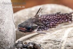 Weißpunkt-Trugdornwels, Tatia Intermedia -Zoofachgeschäft Weisspunkt Trugdornwels Tatia intermedia 1