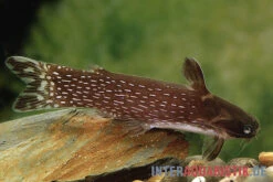 Weißpunkt-Trugdornwels, Tatia Intermedia