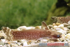 Weißpunkt-Trugdornwels, Tatia Intermedia -Zoofachgeschäft Weisspunkt Trugdornwels Tatia intermedia neu 2