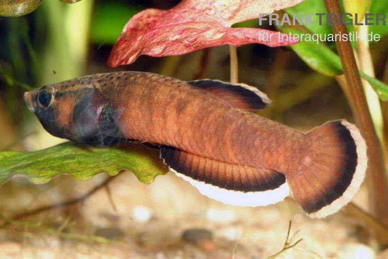 Weißsaum-Zwergkampffisch, Betta albimarginata Weißsaum-Zwergkampffisch, Betta Albimarginata -Zoofachgeschäft Weisssaum Zwergkampffisch Betta albimarginata 1