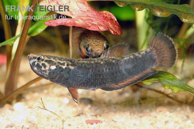 Weißsaum-Zwergkampffisch, Betta albimarginata Weißsaum-Zwergkampffisch, Betta Albimarginata -Zoofachgeschäft Weisssaum Zwergkampffisch Betta albimarginata 3