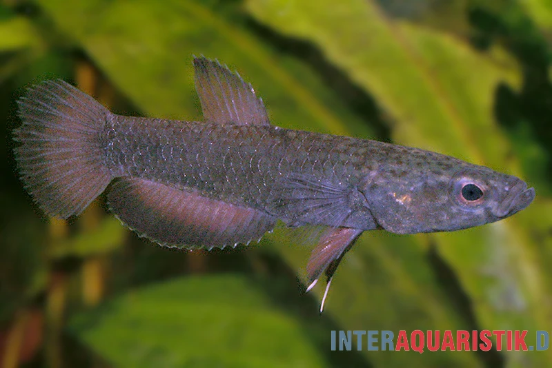 Weißsaum-Zwergkampffisch "Malinau", Betta albimarginata "Malinau", paarweise Weißsaum-Zwergkampffisch "Malinau", Betta Albimarginata "Malinau", Paarweise -Zoofachgeschäft Weisssssaum Zwergkampffisch Malinau Betta albimarginata Malinau 3