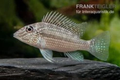 Weisstüpfel-Erdfresser, Satanoperca Leucosticta -Zoofachgeschäft Weisstuepfel Erdfresser Satanoperca leucosticta 2