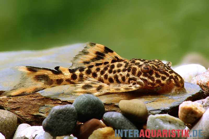 Wels L91 Orangesaum-Rüsselzahnwels, Leporacanthicus triactis Wels L91 Orangesaum-Rüsselzahnwels, Leporacanthicus Triactis -Zoofachgeschäft Wels L 091 Orangesaum Ruesselzahnwels Leporacanthicus triactis neu 1