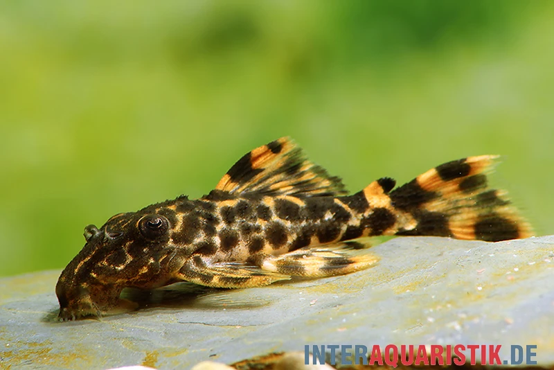 Wels L91 Orangesaum-Rüsselzahnwels, Leporacanthicus triactis Wels L91 Orangesaum-Rüsselzahnwels, Leporacanthicus Triactis -Zoofachgeschäft Wels L 091 Orangesaum Ruesselzahnwels Leporacanthicus triactis neu 2