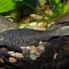 Wels L152 Orinoko-Tannenzapfenwels, Pseudorinelepis Genibarbis