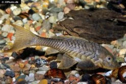 Wels L152 Orinoko-Tannenzapfenwels, Pseudorinelepis Genibarbis -Zoofachgeschäft Wels L 152 Orinoko Tannenzapfenwels Pseudorinelepis genibarbis 3