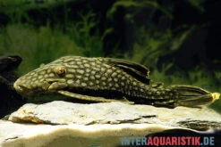 Wels L 330 Panaque Spec -Zoofachgeschäft Wels L 330 Panaque spec neu 2