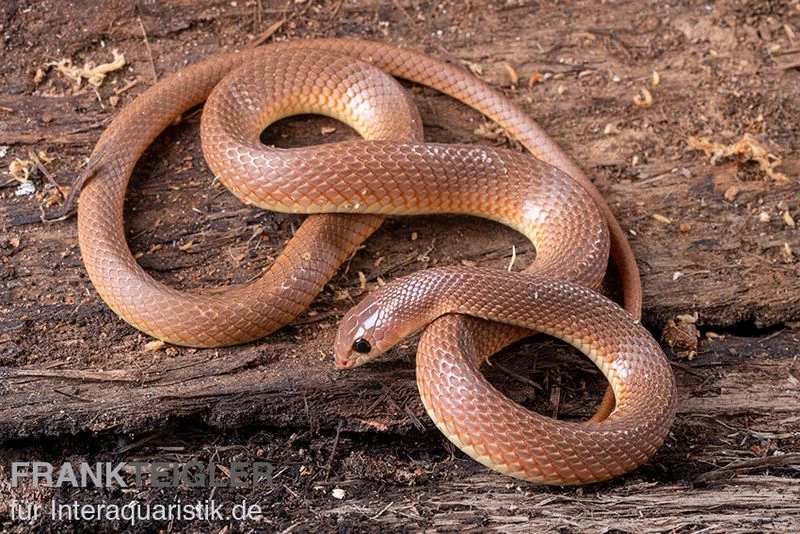 Westafrikanische Schnabelnasennatter, Rhamphiophis oxyrhynchus Westafrikanische Schnabelnasennatter, Rhamphiophis Oxyrhynchus -Zoofachgeschäft Westafrikanische Schnabelnasennatter Rhamphiophis oxyrhynchus 1