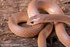 Westafrikanische Schnabelnasennatter, Rhamphiophis Oxyrhynchus 3 Westafrikanische Schnabelnasennatter, Rhamphiophis Oxyrhynchus -Zoofachgeschäft Westafrikanische Schnabelnasennatter Rhamphiophis oxyrhynchus 2