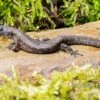 Westafrikanischer Wasser-Zwergskink, Cophoscincopus Simulans -Zoofachgeschäft Westafrikanischer Wasser Zwergskink Cophoscincopus simulans 1