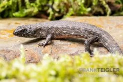 Westafrikanischer Wasser-Zwergskink, Cophoscincopus Simulans -Zoofachgeschäft Westafrikanischer Wasser Zwergskink Cophoscincopus simulans 2
