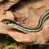 Westliche Bändernatter, Thamnophis Proximus 2 Westliche Bändernatter, Thamnophis Proximus -Zoofachgeschäft Westliche Baendernatter Thamnophis proximus 1