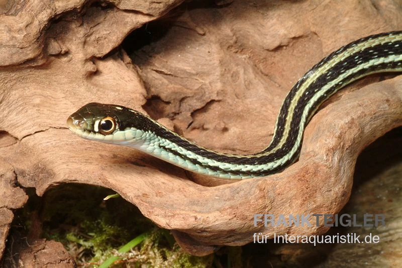 Westliche Bändernatter, Thamnophis proximus Westliche Bändernatter, Thamnophis Proximus -Zoofachgeschäft Westliche Baendernatter Thamnophis proximus 1