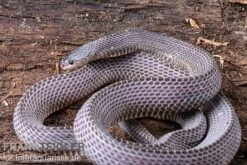 Westliche Wald-Feilenschlange, Mehelya Poensis -Zoofachgeschäft Westliche Wald Feilenschlange Mehelya poensis 13