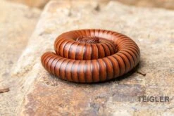 Wüsten-Tausendfüßer, Orthoporus Ornatus -Zoofachgeschäft Wuesten Tausendfuesser Orthoporus ornatus 2