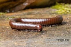 Wüsten-Tausendfüßer, Orthoporus Ornatus -Zoofachgeschäft Wuesten Tausendfuesser Orthoporus ornatus 3