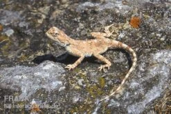 Wüstenagame, Agama Mutabilis -Zoofachgeschäft Wuestenagame Agama mutabilis