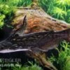 Wurzelwels, Trachelyopterus Fisheri 1 Wurzelwels, Trachelyopterus Fisheri -Zoofachgeschäft Wurzelwels Trachelyopterus fisheri