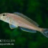 Sandcichlide Burundi Blau, Xenotilapia Bathyphilus Burundi Blue, DNZ -Zoofachgeschäft Xenotilapia bathyphilus BURUNDI BLUE 1 2