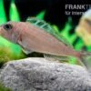 Sandcichlide Kekese, Xenotilapia Ochrogenys Kekese -Zoofachgeschäft Xenotilapia bathyphilus Kekese 4