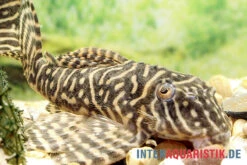 Yellow Zebra Catfish, L401, Hypancistrus Sp. -Zoofachgeschäft Yellow Zebra Catfish L401 Hypancistrus sp 2