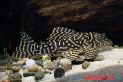 Yellow Zebra Catfish, L401, Hypancistrus Sp. -Zoofachgeschäft Yellow Zebra Catfish L401 Hypancistrus sp 3