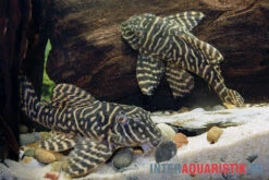 Yellow Zebra Catfish, L401, Hypancistrus Sp. -Zoofachgeschäft Yellow Zebra Catfish L401 Hypancistrus sp 4