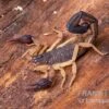 Zentralamerikanischer Bark-Skorpion, Centruroides Margaritatus -Zoofachgeschäft Zentralamerikanischer Bark Skorpion Centruroides margaritatus 1