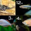 Zierfisch-Sortiment Asien Für 100 Cm -Zoofachgeschäft Zierfisch Sortiment Asien 100 cm Aquarium neu