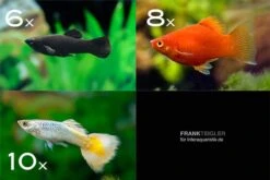 Zierfisch-Sortiment Deutschland Für Becken Ab 100 Cm