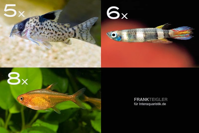 Zierfisch-Sortiment Einsteiger für 60 cm Zierfisch-Sortiment Einsteiger Für 60 Cm -Zoofachgeschäft Zierfisch Sortiment Einsteiger 60 cm Aquarium