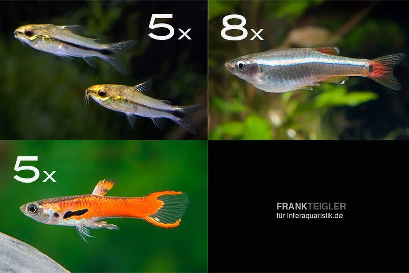 Zierfisch-Sortiment Hartwasser für 60 cm Zierfisch-Sortiment Hartwasser Für 60 Cm -Zoofachgeschäft Zierfisch Sortiment Hartwasser 60 cm Aquarium