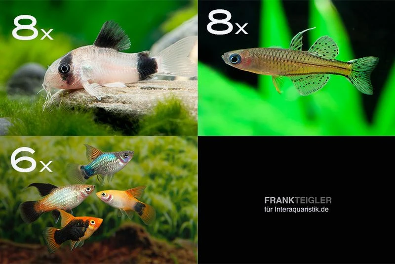 Zierfisch-Sortiment Hartwasser für 80 cm Zierfisch-Sortiment Hartwasser Für 80 Cm -Zoofachgeschäft Zierfisch Sortiment Hartwasser 80 cm Aquarium