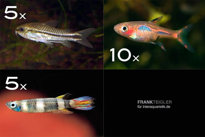 Zierfisch-Sortiment Minifische für Becken ab 60 cm Zierfisch-Sortiment Minifische Für Becken Ab 60 Cm -Zoofachgeschäft Zierfisch Sortiment Minifische 60 cm Aquarium