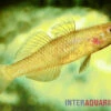 Zitronengrundel, Mugilogobius Rexi (Minifisch) -Zoofachgeschäft Zitronengrundel 1 Paar Mugilogobius rexi Minifisch 1