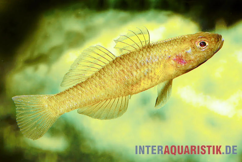 Zitronengrundel, Mugilogobius rexi (Minifisch) Zitronengrundel, Mugilogobius Rexi (Minifisch) -Zoofachgeschäft Zitronengrundel 1 Paar Mugilogobius rexi Minifisch 1