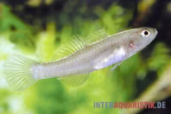 Zitronengrundel, Mugilogobius Rexi (Minifisch) 4 Zitronengrundel, Mugilogobius Rexi (Minifisch) -Zoofachgeschäft Zitronengrundel 1 Paar Mugilogobius rexi Minifisch 2