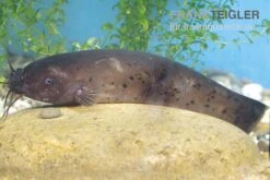 Zitterwels, Malapterurus Electricus -Zoofachgeschäft Zitterwels Malapterurus electricus 2