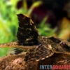 Zügelstrich-Hexenwels, Loricaria Sp. Rio Atabapo -Zoofachgeschäft Zuegelstrich Hexenwels Loricaria sp Rio Atabapo