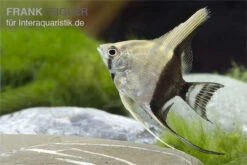 Zweifarbiger Skalar, Pterophyllum Scalare Bicolor, 6-8 Cm -Zoofachgeschäft Zweifarbiger Skalar Pterophyllum scalare Bicolor 1