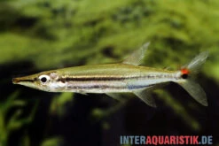 Zweistreifen Hundssalmler, Acestrorhynchus Isalinae -Zoofachgeschäft Zweistreifen Hundssalmler Acestrorhynchus isalinae 2