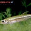 Zwerg-Barracuda-Salmler, Acestrorhynchus Cf. Minimus 1 Zwerg-Barracuda-Salmler, Acestrorhynchus Cf. Minimus -Zoofachgeschäft Zwerg Barracuda Salmler Acestrorhynchus cf minimus 1